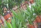 Moulyinningplant-nursery-10.jpg; ?>