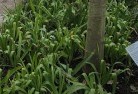 Moulyinningplant-nursery-23.jpg; ?>