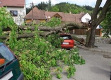 Kwikfynd Tree Cutting Services
moulyinning