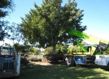 Kwikfynd Tree Management Services
moulyinning